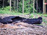 Последствия лесных пожаров Последствия лесных пожаров