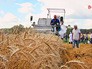 Сбор пшеницы Сбор пшеницы