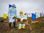Специалисты в костюмах биозащиты устраняют очаги сибирской язвы Специалисты в костюмах биозащиты устраняют очаги сибирской язвы