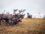 Устранение очагов сибирской язвы Устранение очагов сибирской язвы