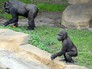 Гориллы в зоопарке Гориллы в зоопарке