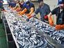 Рыбоперерабатывающий комбинат Рыбоперерабатывающий комбинат