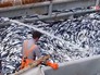 Рыбоперерабатывающий комбинат Рыбоперерабатывающий комбинат