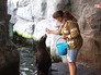 Морской львенок в Московском зоопарке Морской львенок в Московском зоопарке
