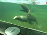 Морские львы в Московском зоопарке Морские львы в Московском зоопарке