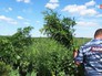 Уничтожение конопли сотрудниками полиции Уничтожение конопли сотрудниками полиции