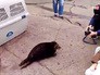 Выпущенная нерпа вернулась к людям Выпущенная нерпа вернулась к людям