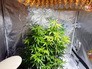 Лаборатория по выращиванию марихуаны Лаборатория по выращиванию марихуаны