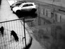 Бойцовые собаки Бойцовые собаки