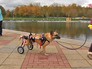 Фестиваль бездомных животных "Хочу домой" Фестиваль бездомных животных "Хочу домой"