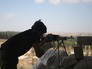 Боевые действия в Сирии Боевые действия в Сирии