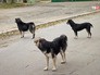 Бездомные собаки Бездомные собаки