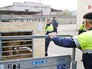 Перевоз львицы в крымский сафари-парк Перевоз львицы в крымский сафари-парк