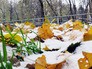 первый снег первый снег
