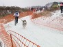 Чемпионат по ездовому спорту на собаках Чемпионат по ездовому спорту на собаках