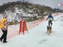 Чемпионат по ездовому спорту на собаках Чемпионат по ездовому спорту на собаках