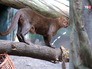 Ягуарунди в зоопарке Ягуарунди в зоопарке