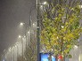 Высадка деревьев на Садовом кольце Высадка деревьев на Садовом кольце