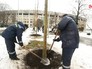 Высадка деревьев на территории "Лужников" Высадка деревьев на территории "Лужников"