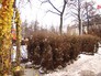 Высадка деревьев на территории "Лужников" Высадка деревьев на территории "Лужников"