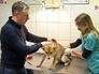 Ветеринар осматривает собаку Ветеринар осматривает собаку