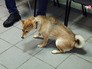 Собака в ветеринарной клинике Собака в ветеринарной клинике