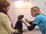 Ветеринар осматривает собаку Ветеринар осматривает собаку