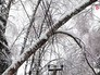 Последствия ледяного дождя Последствия ледяного дождя