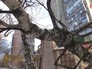 Последствия мощного урагана Последствия мощного урагана