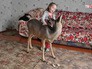 Ребенок играет с косулей Ребенок играет с косулей