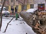 Упавшее на человека дерево Упавшее на человека дерево