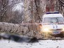 Упавшее на человека дерево Упавшее на человека дерево