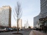 Высадка деревьев на улице Новый Арбат Высадка деревьев на улице Новый Арбат