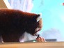 Кормление красной панды в Московском зоопарке Кормление красной панды в Московском зоопарке