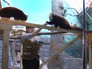 Кормление красной панды в Московском зоопарке Кормление красной панды в Московском зоопарке