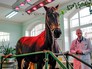 Солярий для лошадей Солярий для лошадей