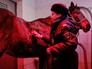 Сушка лошади в солярии Сушка лошади в солярии