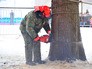 Рубка главной новогодней елки страны Рубка главной новогодней елки страны
