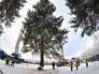 Рубка главной новогодней елки страны Рубка главной новогодней елки страны
