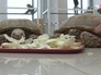Черепахи Черепахи
