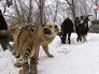 Сын тигра Амура играет с собакой Сын тигра Амура играет с собакой