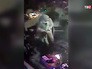 Нападение на клуб в Стамбуле Нападение на клуб в Стамбуле