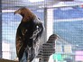 Орланы в вольере зоопарке Орланы в вольере зоопарке