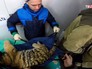 Ветеринары спасают раненого амурского тигренка Ветеринары спасают раненого амурского тигренка