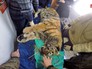 Ветеринары спасают раненого амурского тигренка Ветеринары спасают раненого амурского тигренка