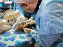 Врачи проводят операцию над тигренком Врачи проводят операцию над тигренком