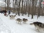 Программа "По пути с хаски" в парке "Сокольники" Программа "По пути с хаски" в парке "Сокольники"