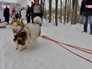 Программа "По пути с хаски" в парке "Сокольники" Программа "По пути с хаски" в парке "Сокольники"
