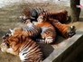 Толстые тигры в китайском зоопарке Толстые тигры в китайском зоопарке