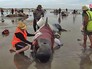 На берег выбросились дельфины в Новой Зеландии На берег выбросились дельфины в Новой Зеландии